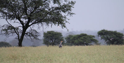Secretarybird_0578.JPG