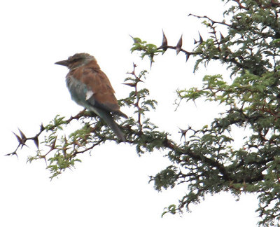 European Roller_0589.JPG