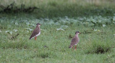 Crowned Lapwings_0593.JPG
