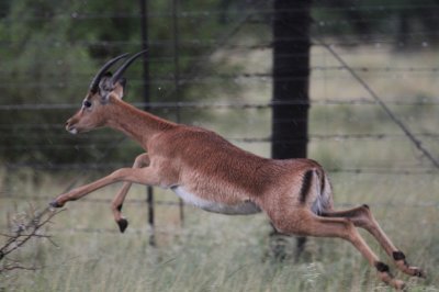 Impala_0603.JPG