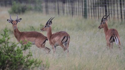 Impala_0607.JPG