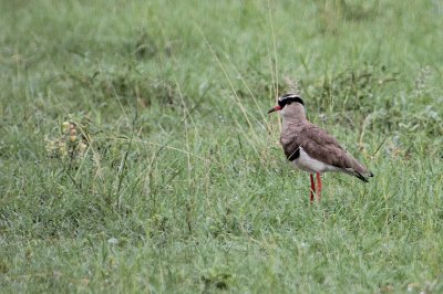 Crowned Lapwing_0613.JPG