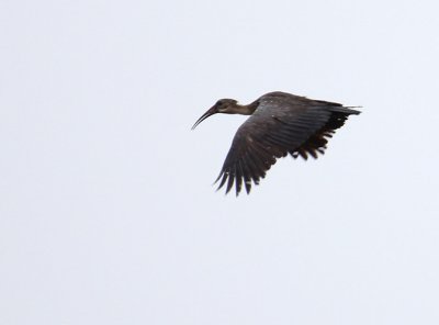 Hadeda Ibis_0619.JPG