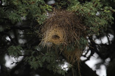 White-browed Sparrow-Weaver nest_0622.JPG
