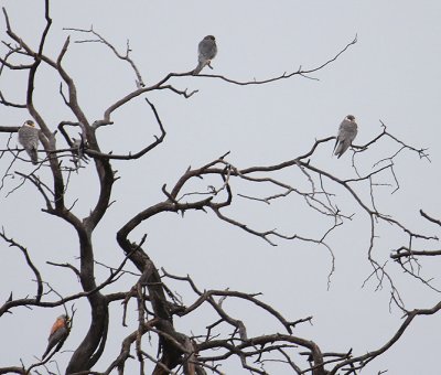 Amur Falcons & Lesser Kestrel_0631.JPG