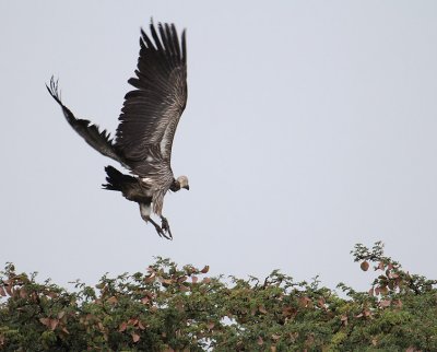 White-backed Vulture_0638.JPG