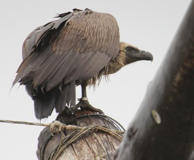 White-backed Vulture_0647.JPG