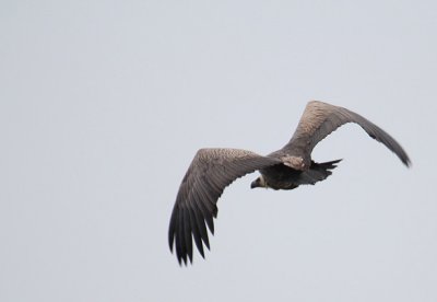 White-backed Vulture_0650.JPG