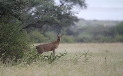 Common Duiker_0653.JPG