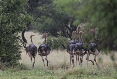 Common Ostrich_0660.JPG