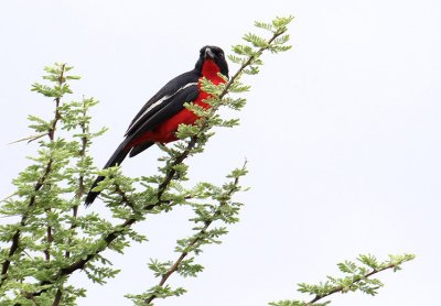 Crimson-breasted Shrike_0698.jpg