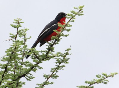 Crimson-breasted Shrike_0708.JPG