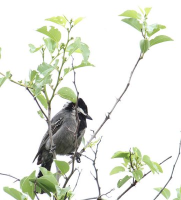Ashy Tit_0712.JPG