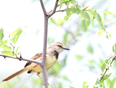 Black-chested Prinia_0718.JPG