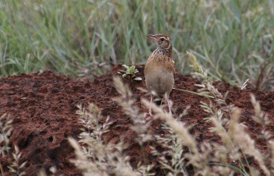 Rufous-naped Lark_0746.JPG