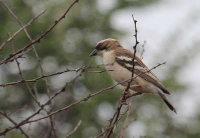 White-browed Sparrow-Weaver_0759.JPG