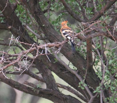African Hoopoe_0760.JPG