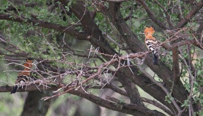 African Hoopoes_0766.JPG