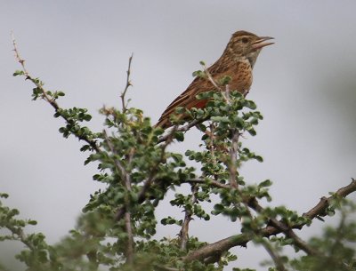Rufous-naped Lark_0776.JPG