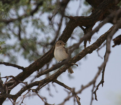 Spotted Flycatcher_0779.JPG