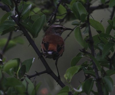 Kalahari Scrub-Robin_0796.JPG