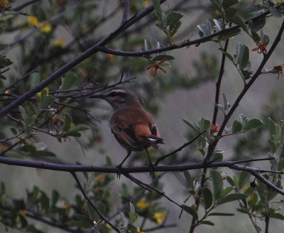 Kalahari Scrub-Robin_0797.JPG