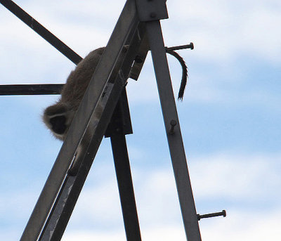 Vervet Monkey_0818.JPG