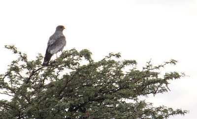 Southern Pale Chanting Goshawk_0833.JPG