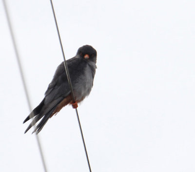 Amur Falcon_0836.JPG