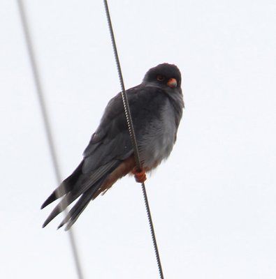 Amur Falcon_0838.JPG