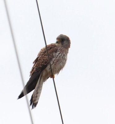 Lesser Kestrel_0839.JPG