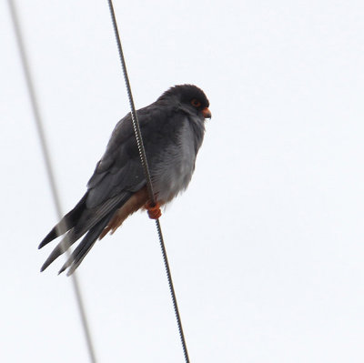 Amur Falcon_0840.JPG