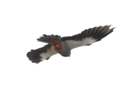 Amur Falcon_0862.JPG