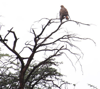 Steppe Buzzard_0865.JPG
