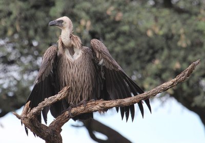 White-backed Vulture_0867.JPG