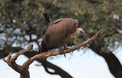 White-backed Vulture_0880.JPG