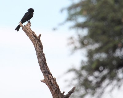 Fork-tailed Drongo_0884.JPG
