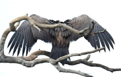 White-backed Vulture_0896.JPG