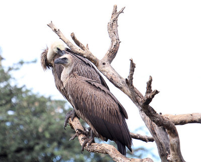 White-backed Vultures_0900.JPG