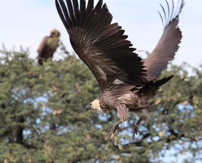 White-backed Vulture_0916.JPG