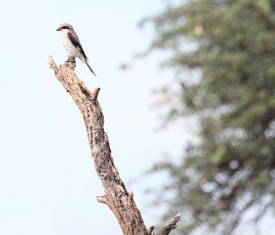 Lesser Grey Shrike_0926.JPG