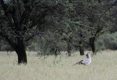 Secretarybird_0944.JPG