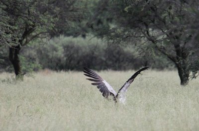 Secretarybird_0946.JPG