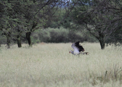 Secretarybird_0947.JPG