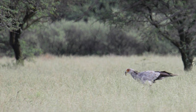 Secretarybird_0949.JPG