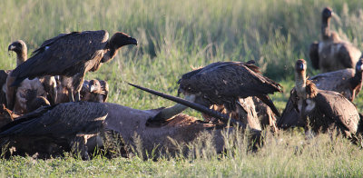 White-backed Vultures_0999.JPG