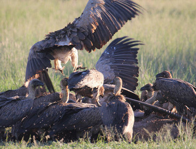White-backed Vultures_1003.JPG
