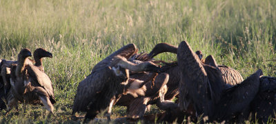 White-backed Vultures_1007.JPG
