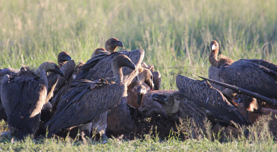 White-backed Vultures_1012.JPG