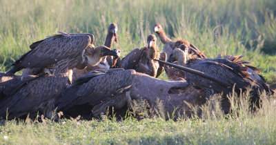 White-backed Vultures_1015.JPG